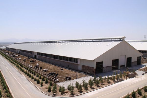 烏拉圭標準養(yǎng)牛場鋼結(jié)構(gòu)廠房